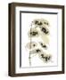 Honesty Seed Pod-Albert Koetsier-Framed Photographic Print