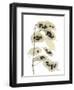 Honesty Seed Pod-Albert Koetsier-Framed Photographic Print