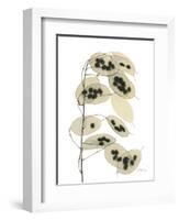 Honesty Seed Pod-Albert Koetsier-Framed Photographic Print