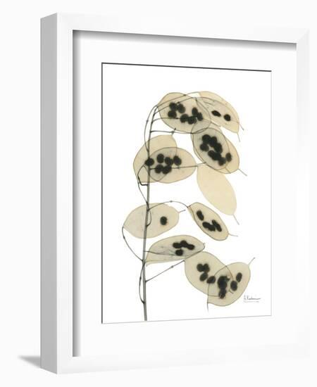 Honesty Seed Pod-Albert Koetsier-Framed Photographic Print