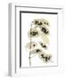 Honesty Seed Pod-Albert Koetsier-Framed Photographic Print