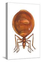 Honey Ant (Myrmecocystus Hortideorum), Insects-Encyclopaedia Britannica-Stretched Canvas