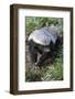 Honey Badger Or Ratel, Mellivora Capensis, Captive, Native To Africa-Ann & Steve Toon-Framed Photographic Print