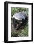 Honey Badger Or Ratel, Mellivora Capensis, Captive, Native To Africa-Ann & Steve Toon-Framed Photographic Print