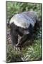 Honey Badger Or Ratel, Mellivora Capensis, Captive, Native To Africa-Ann & Steve Toon-Mounted Photographic Print