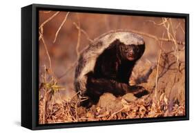 Honey Badger-null-Framed Stretched Canvas