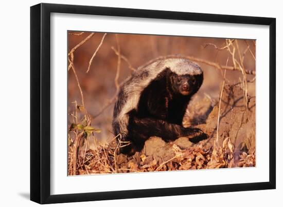 Honey Badger-null-Framed Premium Photographic Print