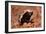 Honey Badger-null-Framed Premium Photographic Print