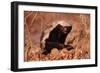 Honey Badger-null-Framed Premium Photographic Print