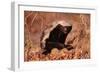 Honey Badger-null-Framed Premium Photographic Print