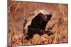 Honey Badger-null-Mounted Premium Photographic Print