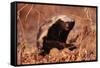 Honey Badger-null-Framed Stretched Canvas