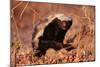 Honey Badger-null-Mounted Photographic Print