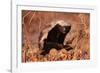 Honey Badger-null-Framed Photographic Print