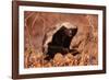 Honey Badger-null-Framed Photographic Print