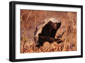 Honey Badger-null-Framed Photographic Print