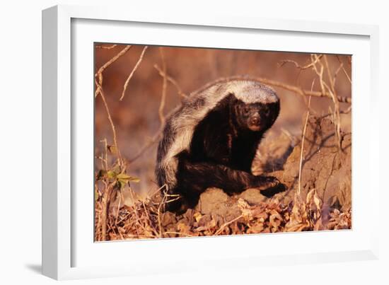 Honey Badger-null-Framed Photographic Print