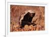 Honey Badger-null-Framed Photographic Print