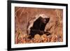 Honey Badger-null-Framed Photographic Print