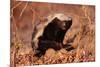 Honey Badger-null-Mounted Photographic Print