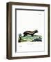 Honey Badger-null-Framed Premium Giclee Print