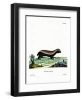 Honey Badger-null-Framed Premium Giclee Print