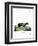 Honey Badger-null-Framed Premium Giclee Print