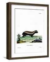 Honey Badger-null-Framed Giclee Print