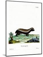 Honey Badger-null-Mounted Giclee Print