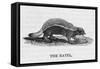 Honey Badger-null-Framed Stretched Canvas