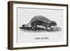 Honey Badger-null-Framed Art Print