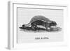 Honey Badger-null-Framed Art Print