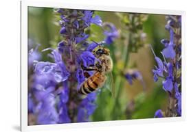 Honey Bee Collecting Nectar, Apis Mellifera, Kentucky-Adam Jones-Framed Photographic Print