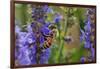 Honey Bee Collecting Nectar, Apis Mellifera, Kentucky-Adam Jones-Framed Photographic Print