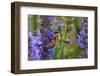 Honey Bee Collecting Nectar, Apis Mellifera, Kentucky-Adam Jones-Framed Photographic Print