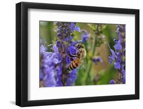 Honey Bee Collecting Nectar, Apis Mellifera, Kentucky-Adam Jones-Framed Photographic Print