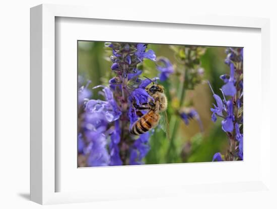 Honey Bee Collecting Nectar, Apis Mellifera, Kentucky-Adam Jones-Framed Photographic Print