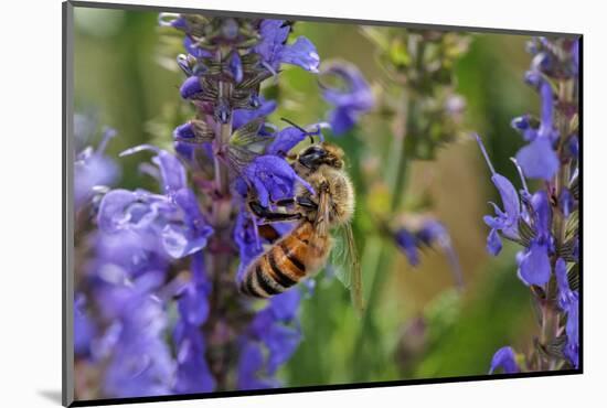 Honey Bee Collecting Nectar, Apis Mellifera, Kentucky-Adam Jones-Mounted Photographic Print