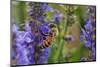 Honey Bee Collecting Nectar, Apis Mellifera, Kentucky-Adam Jones-Mounted Photographic Print