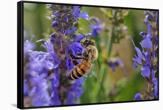 Honey Bee Collecting Nectar, Apis Mellifera, Kentucky-Adam Jones-Framed Stretched Canvas