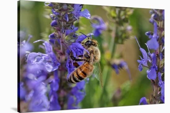 Honey Bee Collecting Nectar, Apis Mellifera, Kentucky-Adam Jones-Stretched Canvas