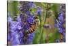 Honey Bee Collecting Nectar, Apis Mellifera, Kentucky-Adam Jones-Stretched Canvas