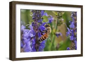 Honey Bee Collecting Nectar, Apis Mellifera, Kentucky-Adam Jones-Framed Photographic Print