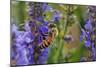 Honey Bee Collecting Nectar, Apis Mellifera, Kentucky-Adam Jones-Mounted Photographic Print