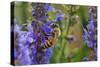 Honey Bee Collecting Nectar, Apis Mellifera, Kentucky-Adam Jones-Stretched Canvas