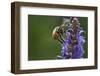 Honey Bee Collecting Nectar, Apis Mellifera, Kentucky-Adam Jones-Framed Photographic Print