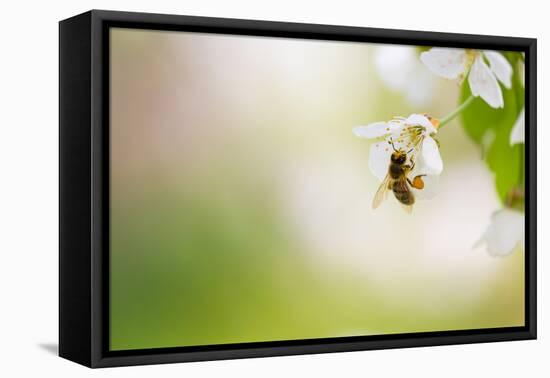 Honey Bee Enjoying Blossoming Cherry Tree On A Lovely Spring Day-l i g h t p o e t-Framed Stretched Canvas