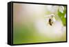 Honey Bee Enjoying Blossoming Cherry Tree On A Lovely Spring Day-l i g h t p o e t-Framed Stretched Canvas