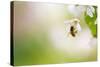 Honey Bee Enjoying Blossoming Cherry Tree On A Lovely Spring Day-l i g h t p o e t-Stretched Canvas