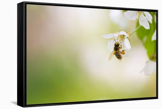 Honey Bee Enjoying Blossoming Cherry Tree On A Lovely Spring Day-l i g h t p o e t-Framed Stretched Canvas